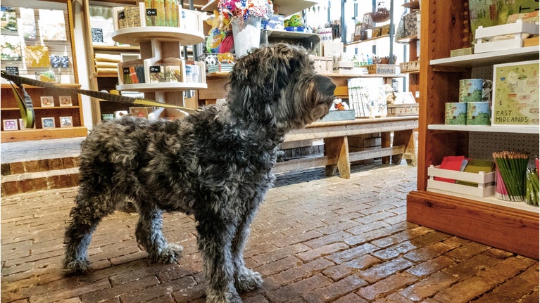 Grey dog on a lead with shop items in the background